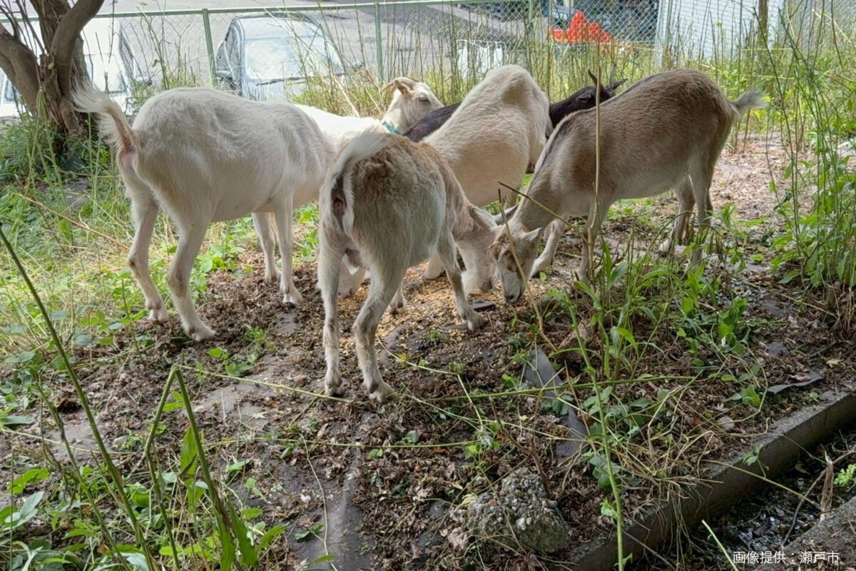 アニマル除草隊