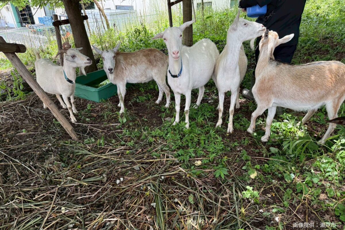 アニマル除草隊