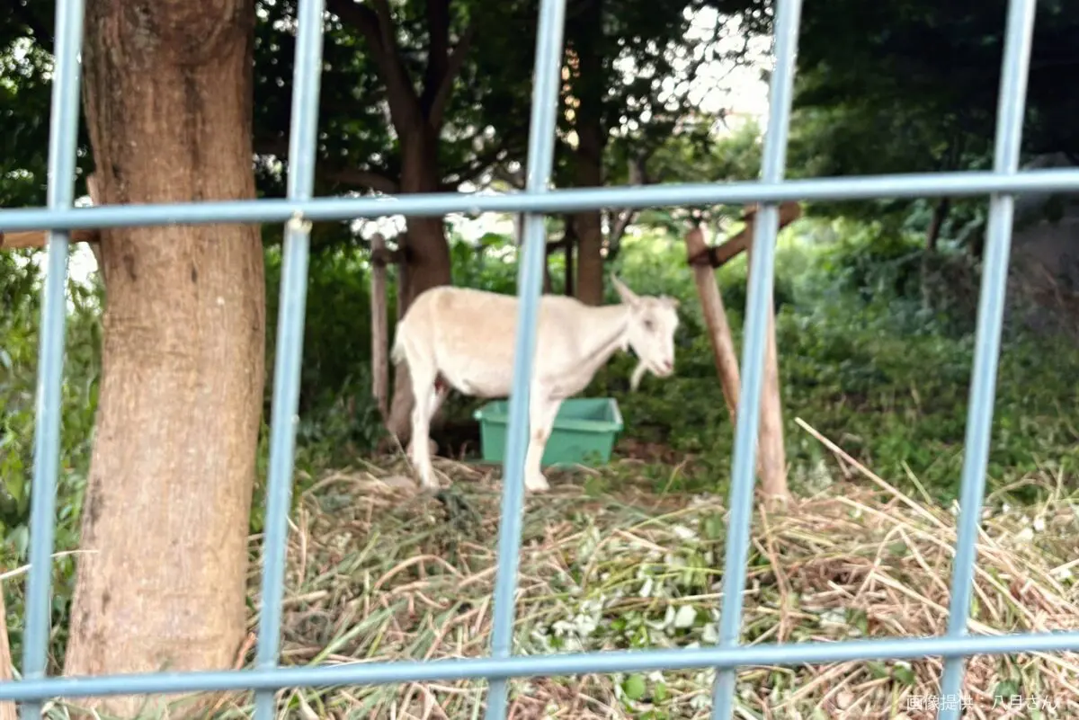 sirabee20250818animal8