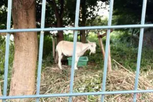 sirabee20250818animal8