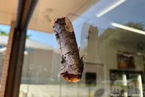 コンビニの窓ガラスになぜか木の枝、その正体にギョッとした…　拡大して「鳥肌立った」の声も