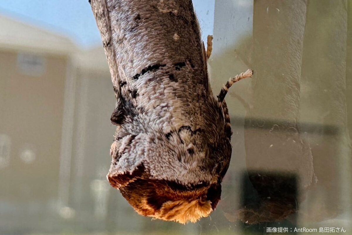 ツマキシャチホコ