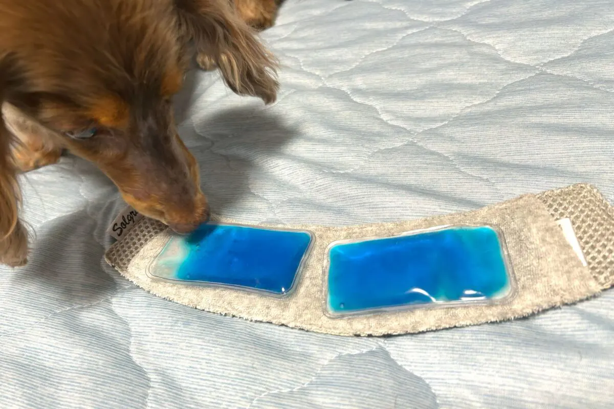 sirabee20250827chill2