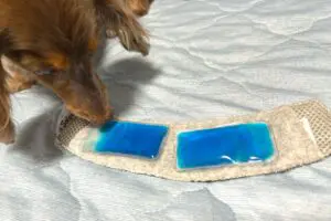 sirabee20250827chill2