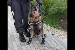 真夏の大阪万博、警備犬のパトロールが「虐待では」と物議　大阪府警に「暑さ対策」を聞いた