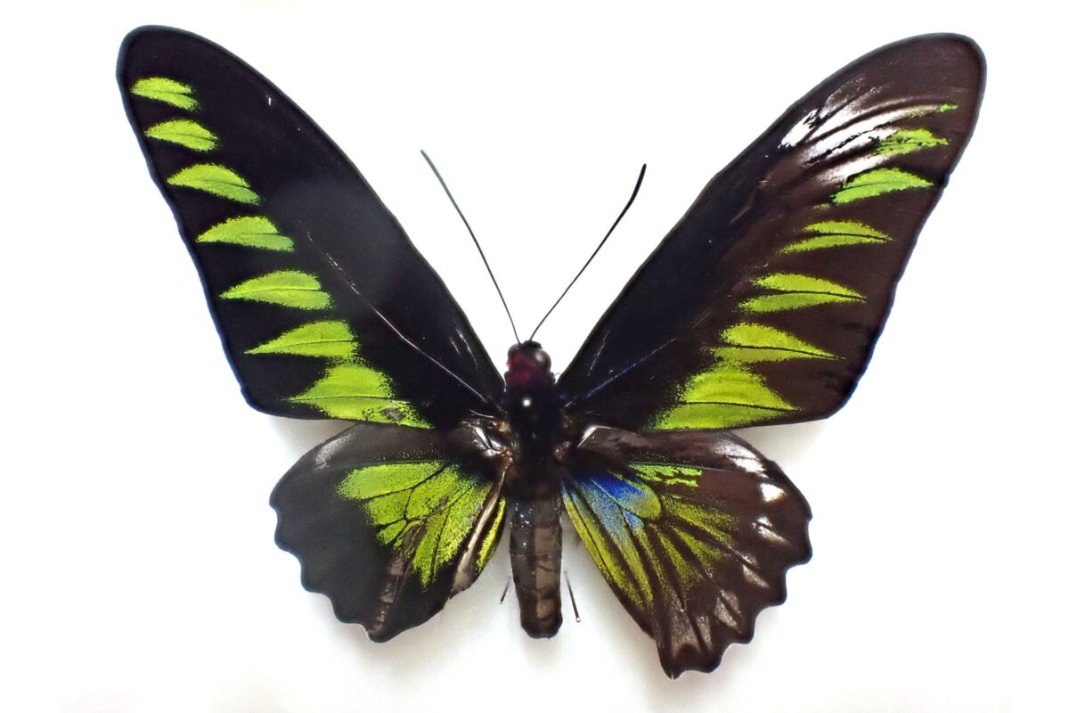 アカエリトリバネアゲハの雌雄モザイク.