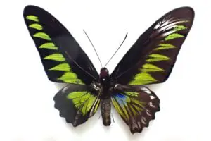 sirabee20250902akaeritoribaneageha