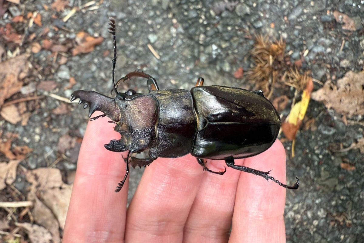 雌雄モザイク クワガタ など 雌雄モザイク クワガタ など 左右で異なる性別 「雌雄モザイク