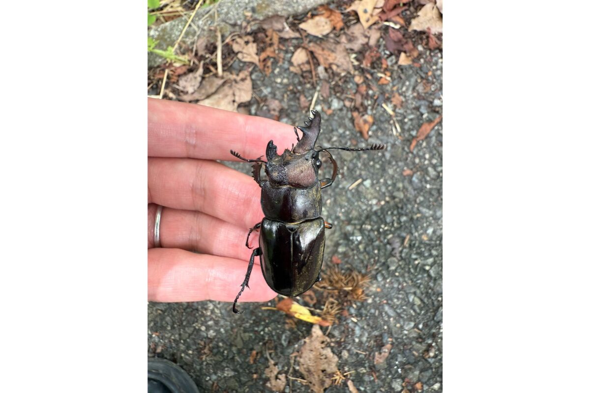 レアすぎる謎のクワガタ「雌雄モザイク」見つかって話題に 昆虫