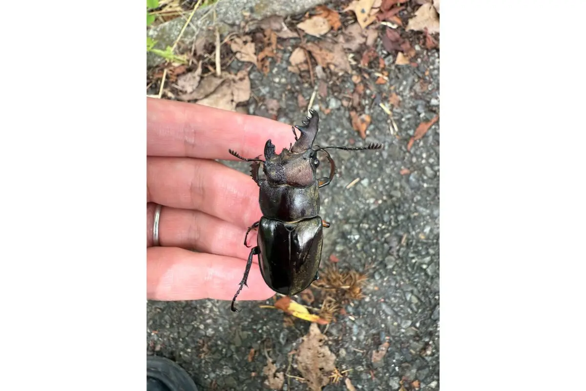 sirabee20250902miyamakuwagata2