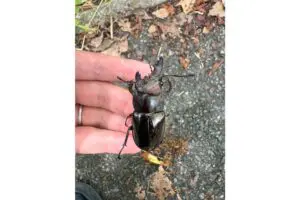 sirabee20250902miyamakuwagata2