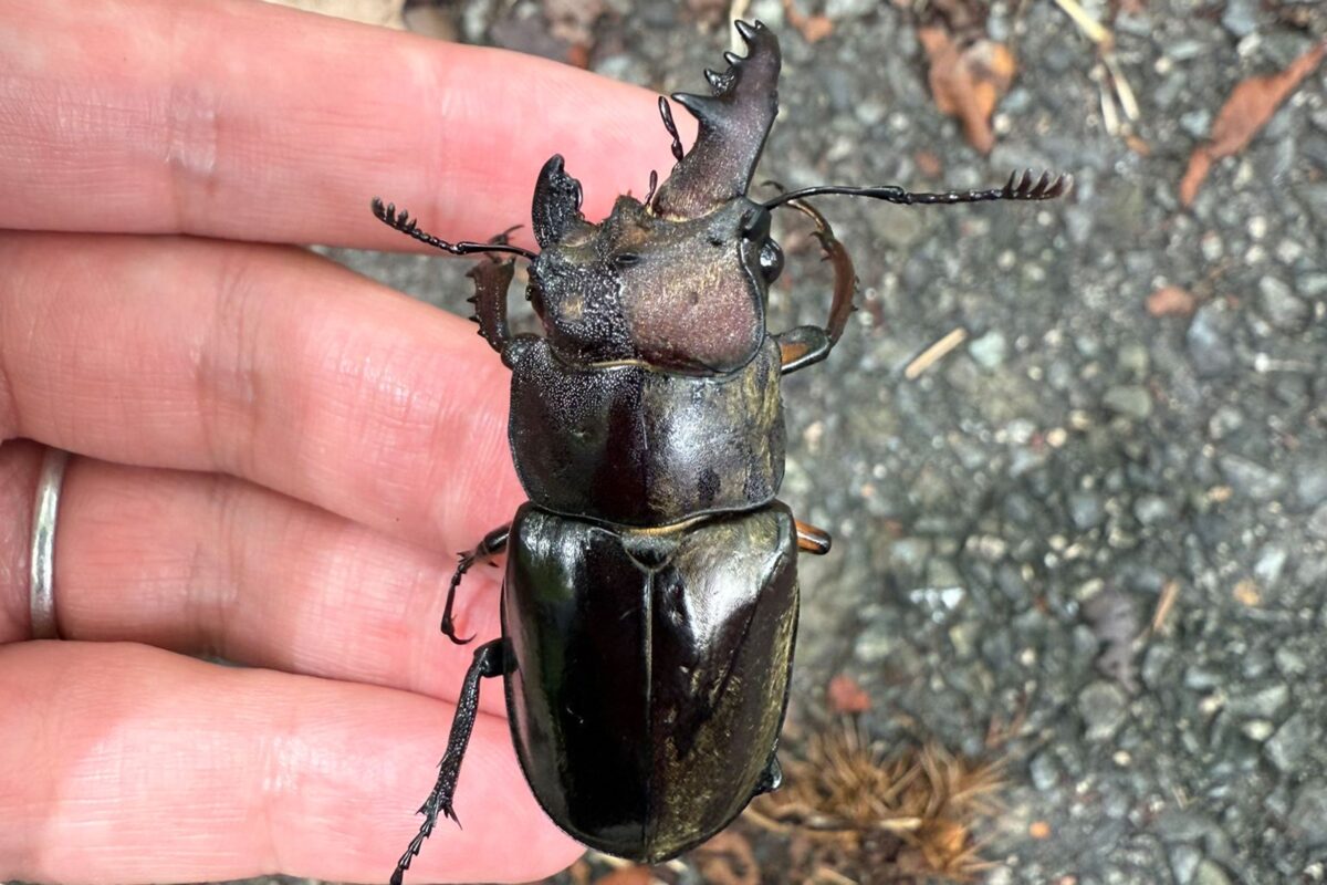 雌雄モザイク クワガタ など レアすぎる謎のクワガタ「雌雄モザイク」見つかって話題に 昆虫
