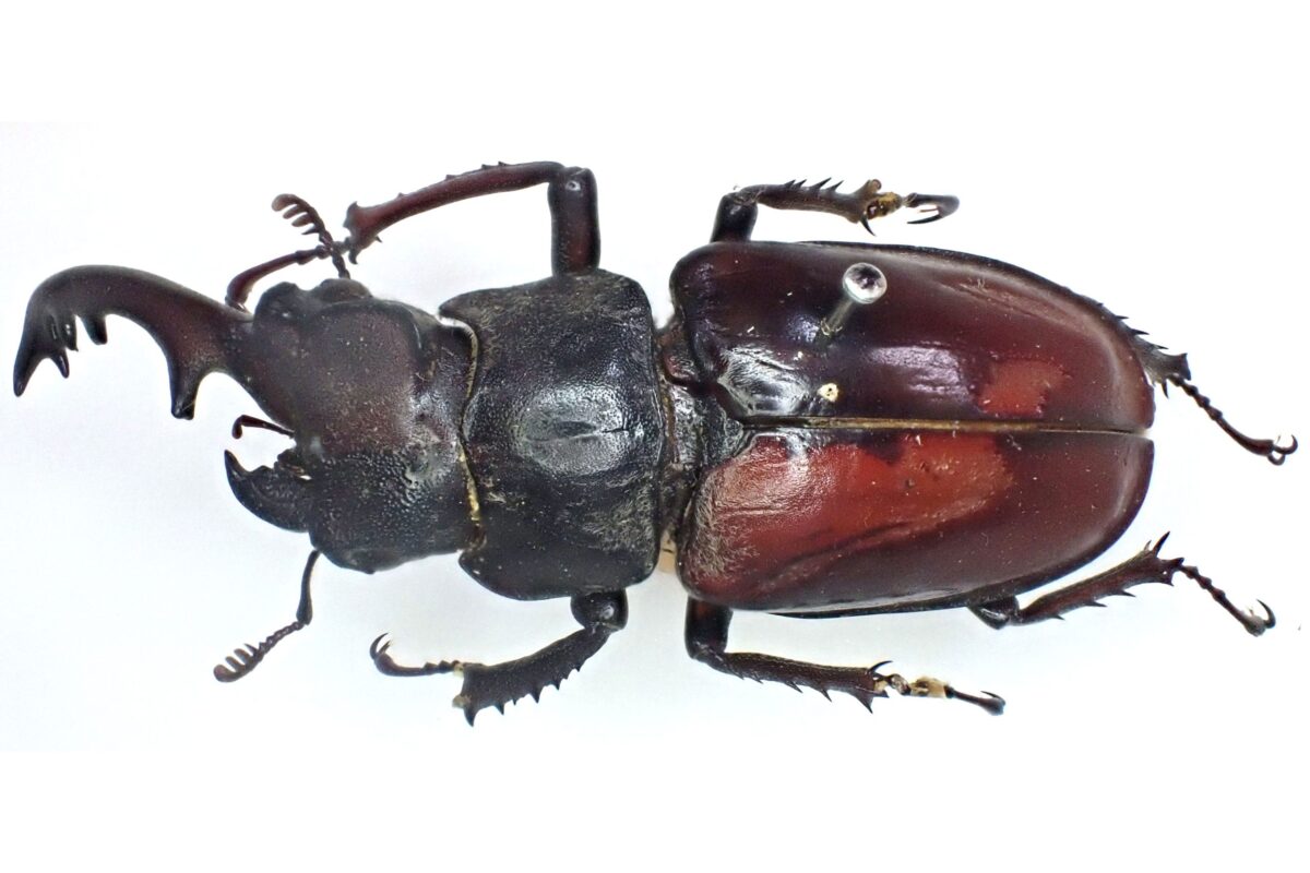 雌雄モザイク クワガタ など レアすぎる謎のクワガタ「雌雄モザイク」見つかって話題に 昆虫