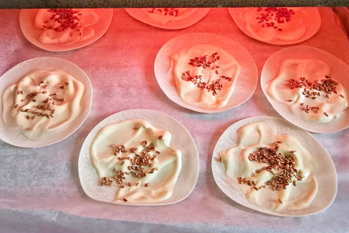 餃子の皮のごまマヨ焼き・オーブントースター