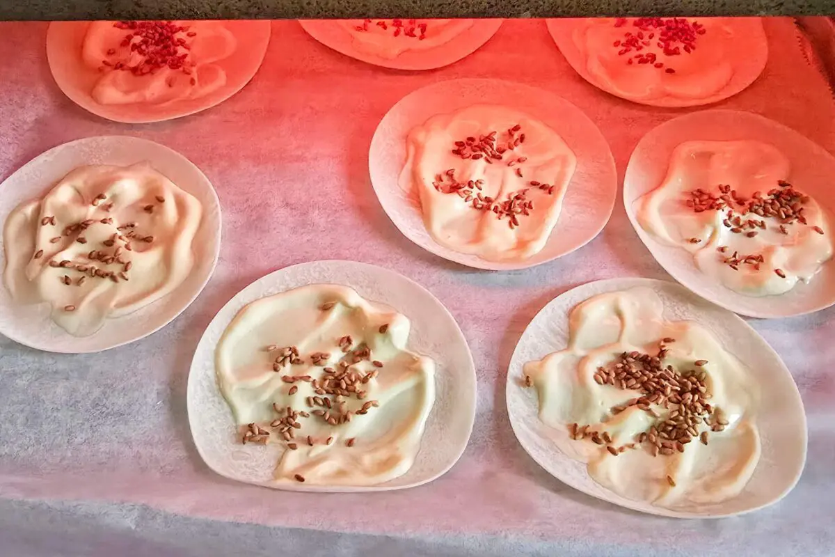 sirabee20250905gyoza3