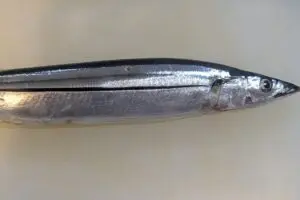 sirabee20250908sanma005