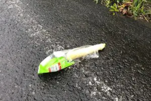 ヒグマ出没多数の北海道・知床、路上投棄されたトウモロコシが物議　知床財団に現地の実態を聞いた