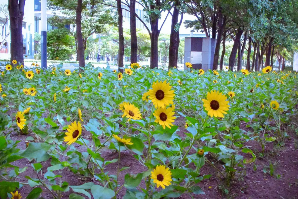 sirabee20250916donki_camera00011