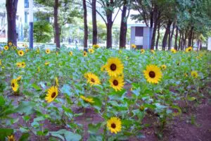 sirabee20250916donki_camera00011