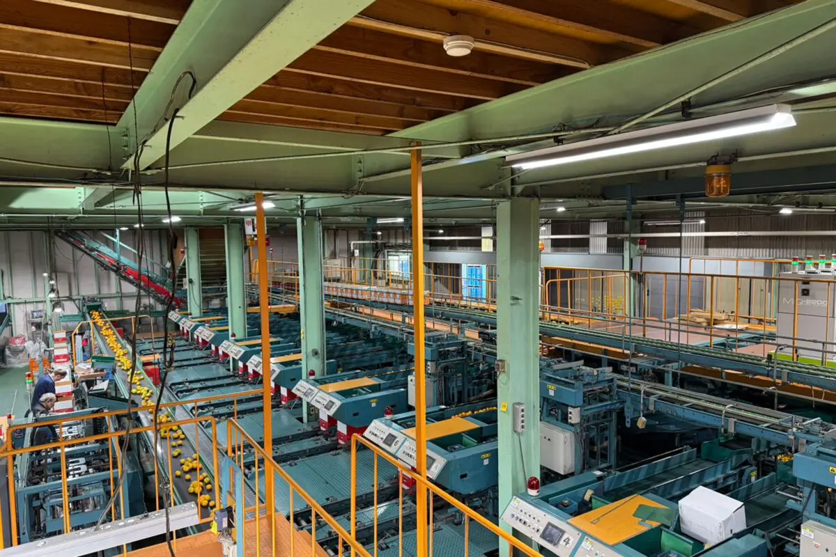 sirabee20250917mikan3