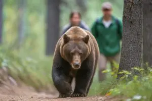 『DayDay』クマを引き寄せる“身近にあるアレ”　山里亮太も驚き「7割ってけっこう…」