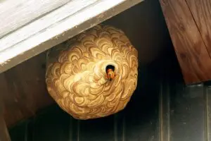 sirabee20250918suzumebachi1