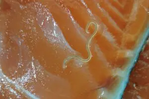 魚売場の鮭から現れたアニサキス、人体への影響に「怖すぎる」の声　東京海洋大学に正体を聞いた