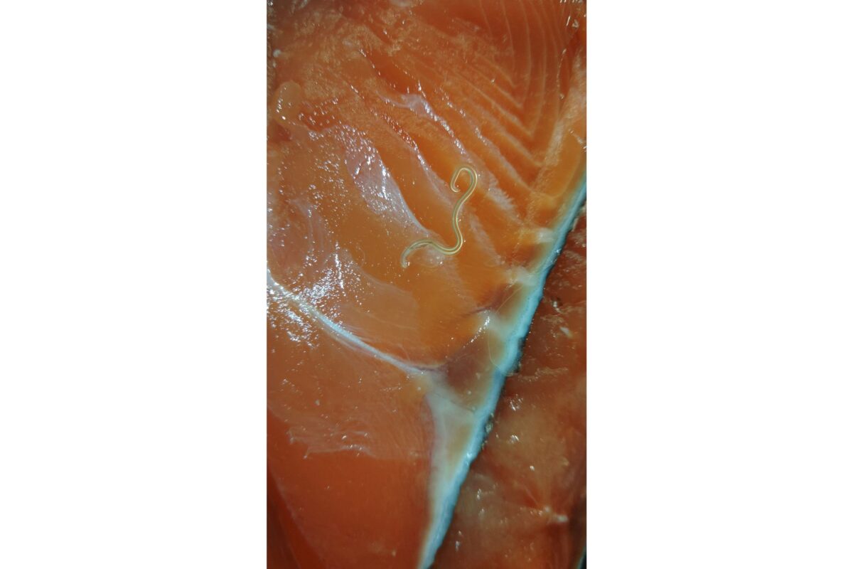鮭に寄生したアニサキス