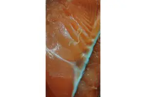 sirabee20250919anisakis2