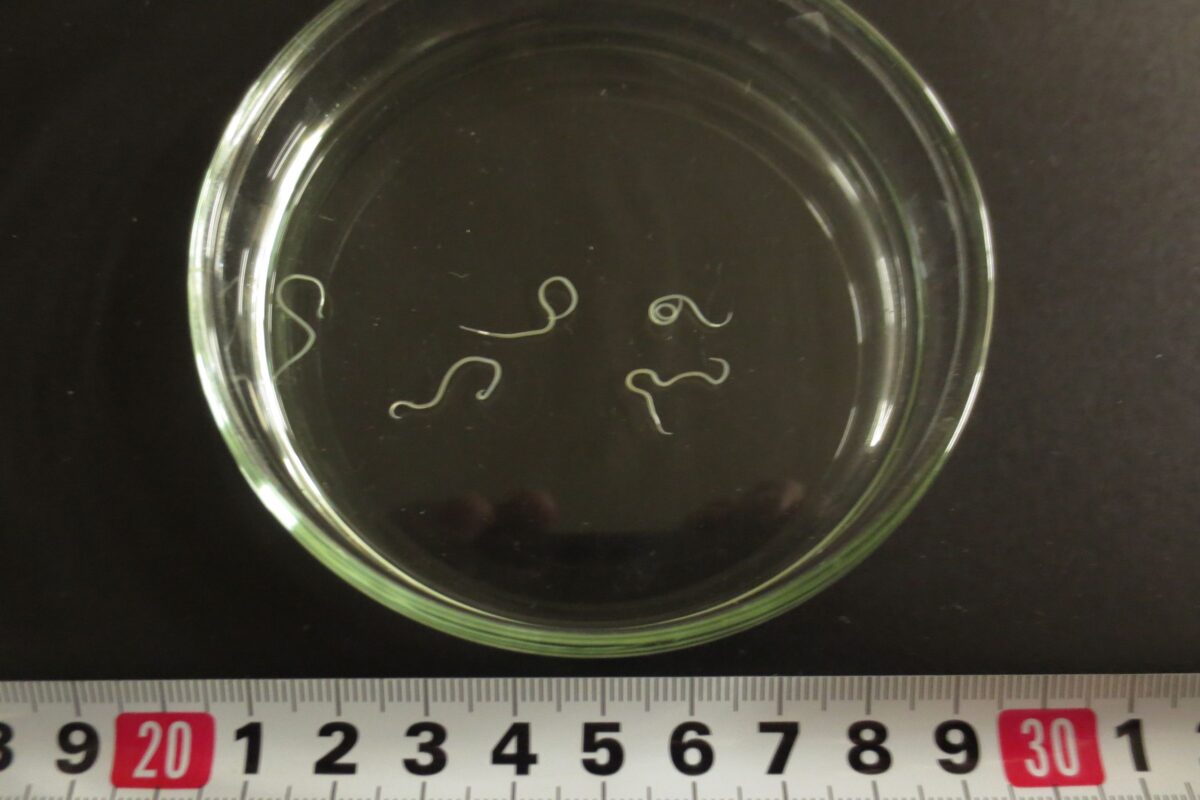 アニサキス幼虫