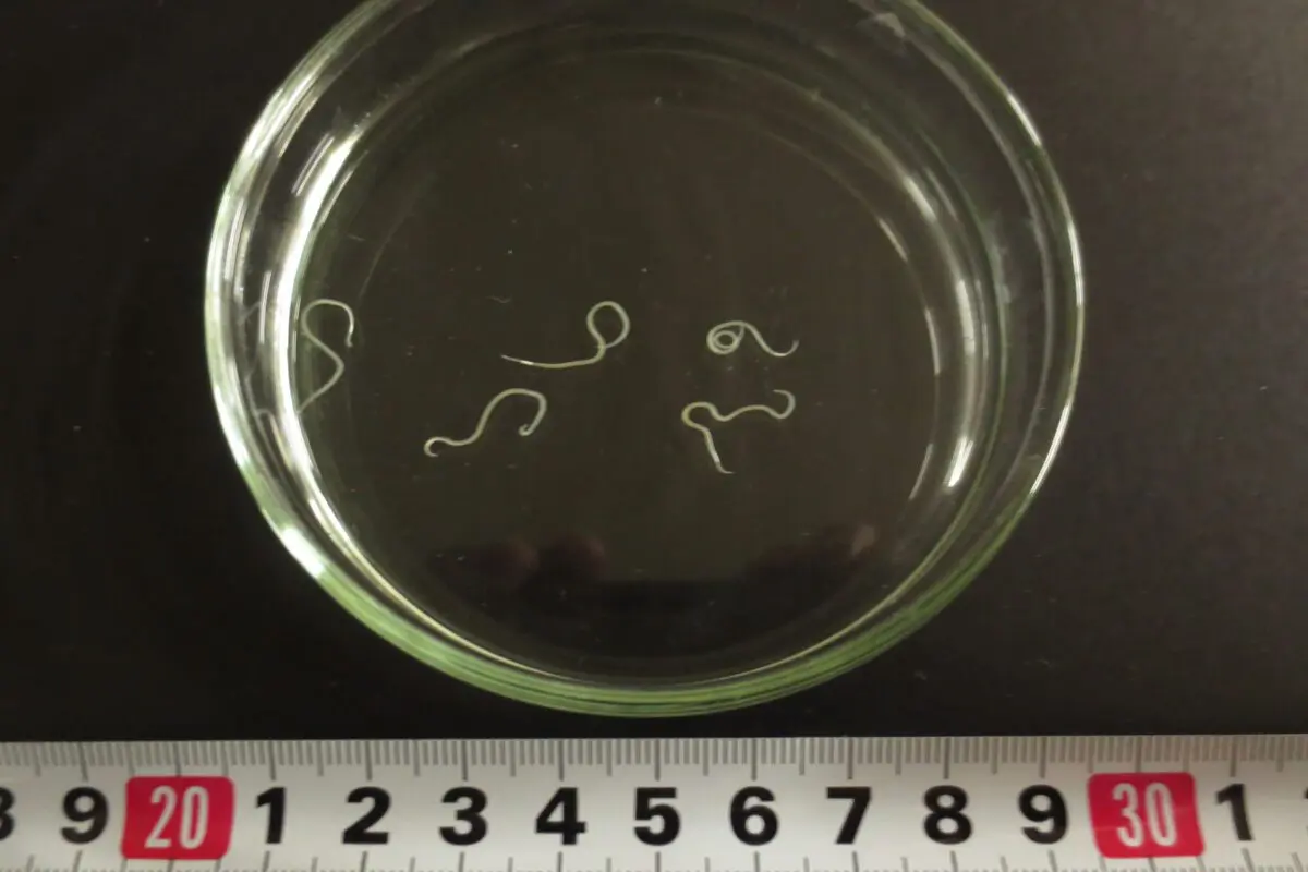 sirabee20250919anisakis3