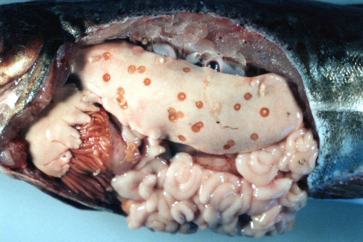 スケトウダラに寄生したアニサキス