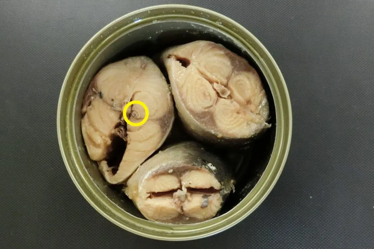 sirabee20250922anosakis0