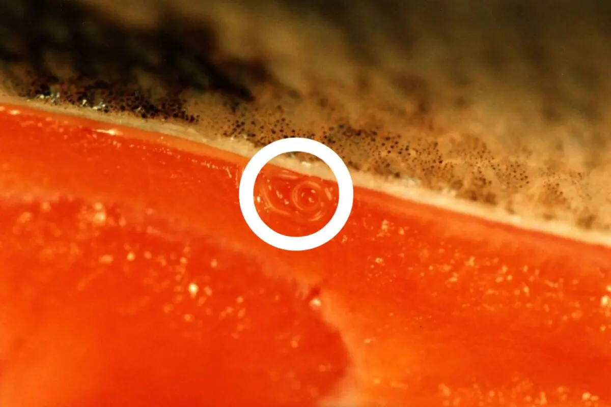 sirabee20250922anosakis2a