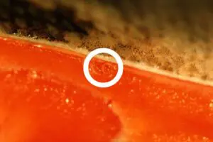 sirabee20250922anosakis2a