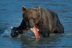 クマ駆除「時給1500円」がネット上で拡散　「少な過ぎる」「命がけのボランティア」波紋広がる…