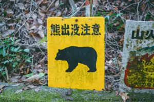 【閲覧注意】テレビでは放送できない「クマ被害」の深刻さ…　登山家が「異常事態」と訴え