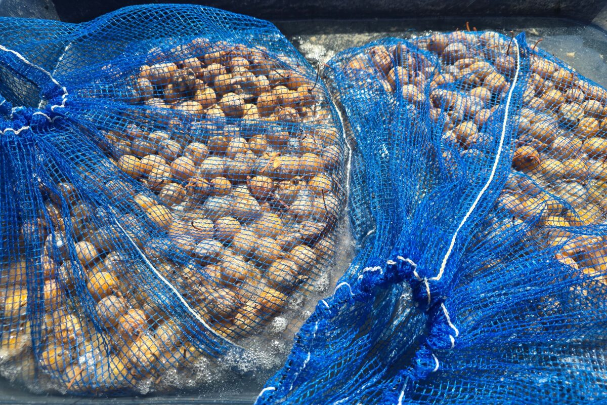 陶山神社・ぎんなん