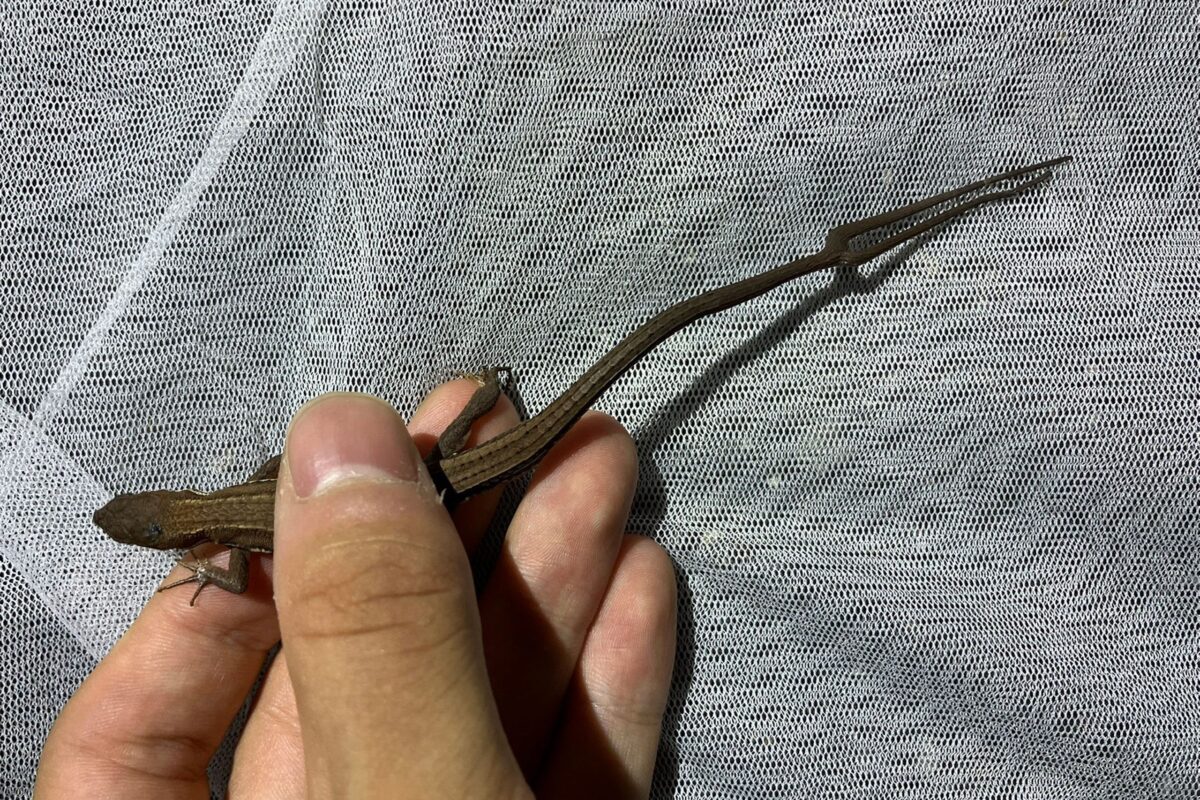 二叉尾のカナヘビ