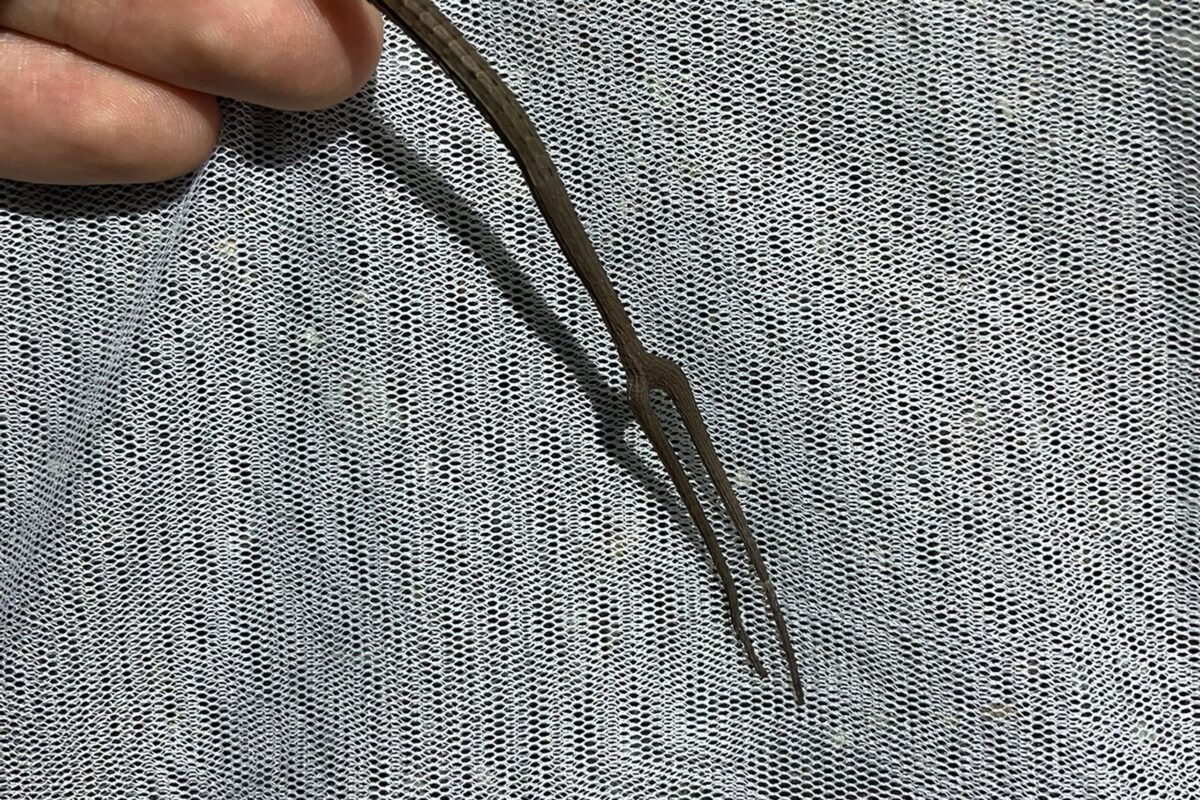 二叉尾のカナヘビ