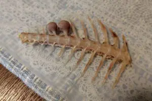 焼き魚の骨に凄まじい異変見つかり驚きの声 水産のプロは「人体に害はない鳴門骨」と説明