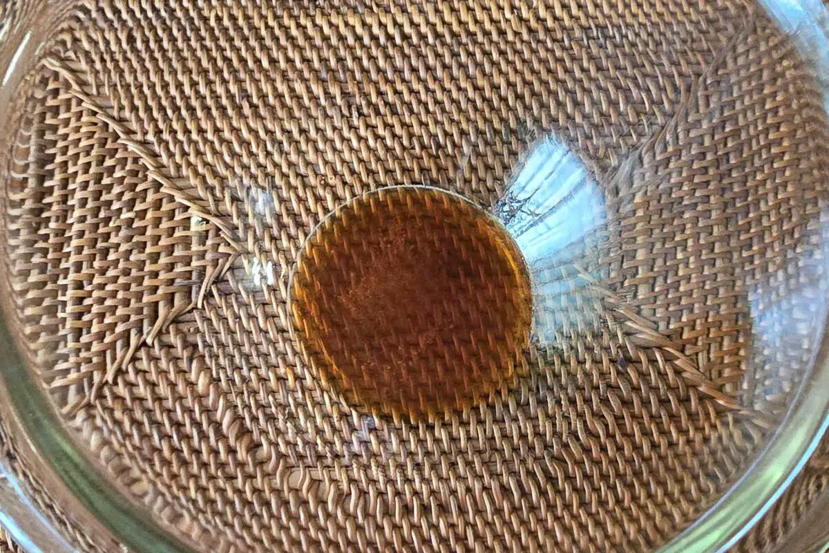 sirabee20251020kinoko4