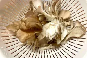 sirabee20251022maitake3