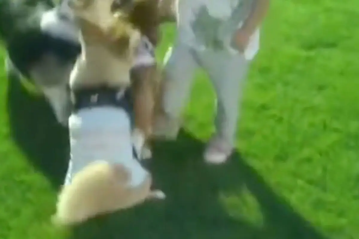 sirabee20251024dogrun