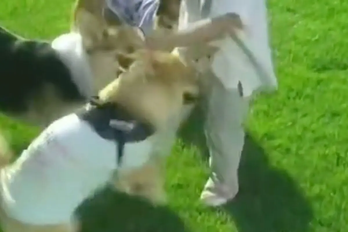 sirabee20251024dogrun2