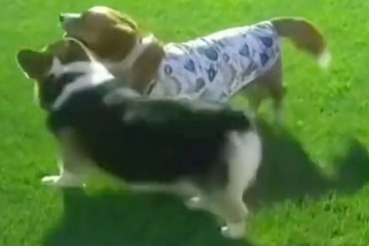 sirabee20251024dogrun3