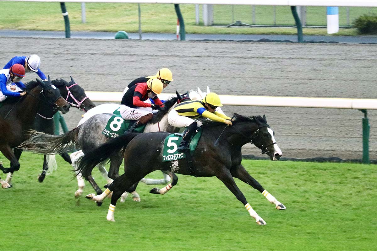 フィロステファニ