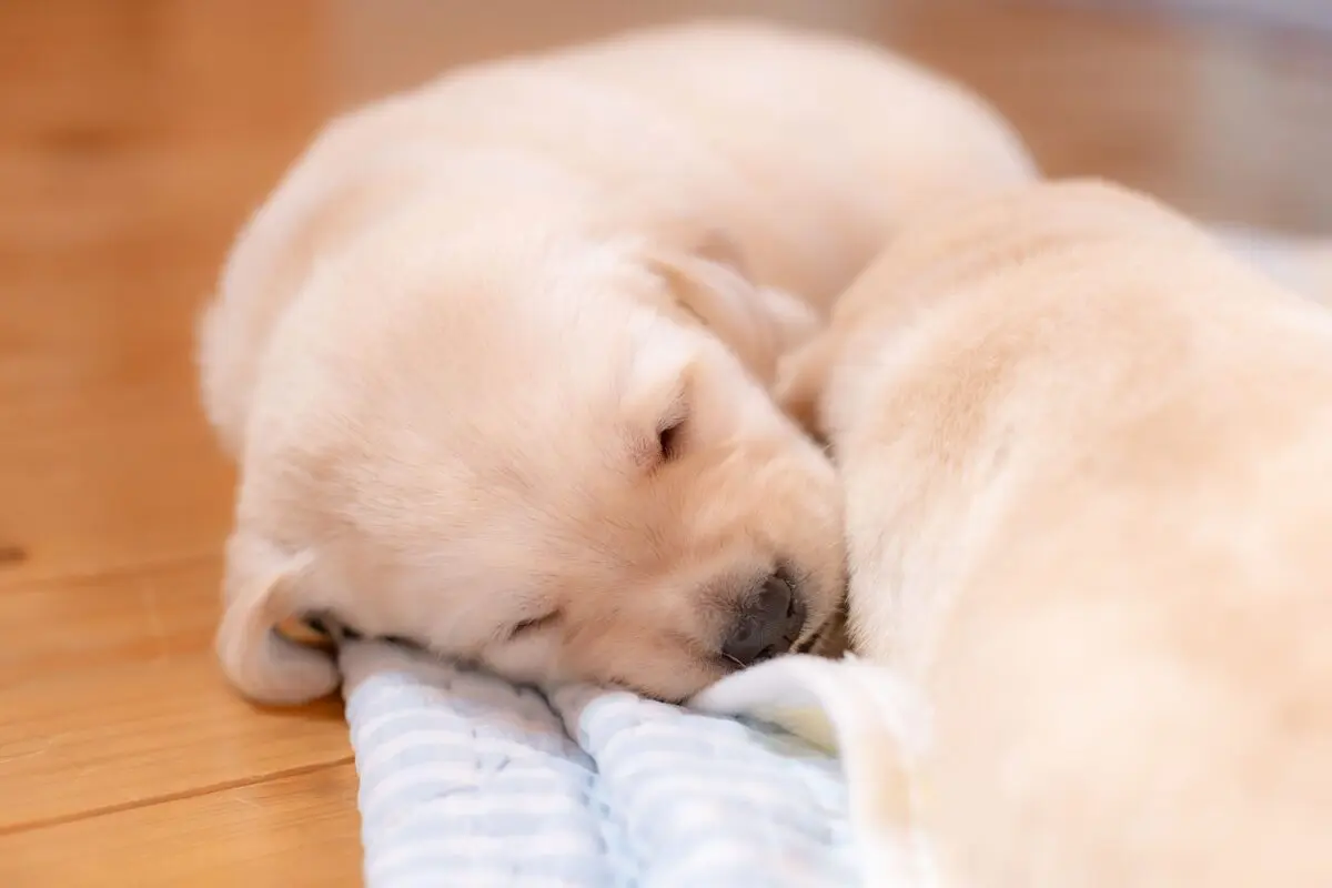 sirabee20251028guidedog