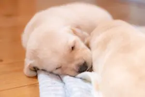 sirabee20251028guidedog