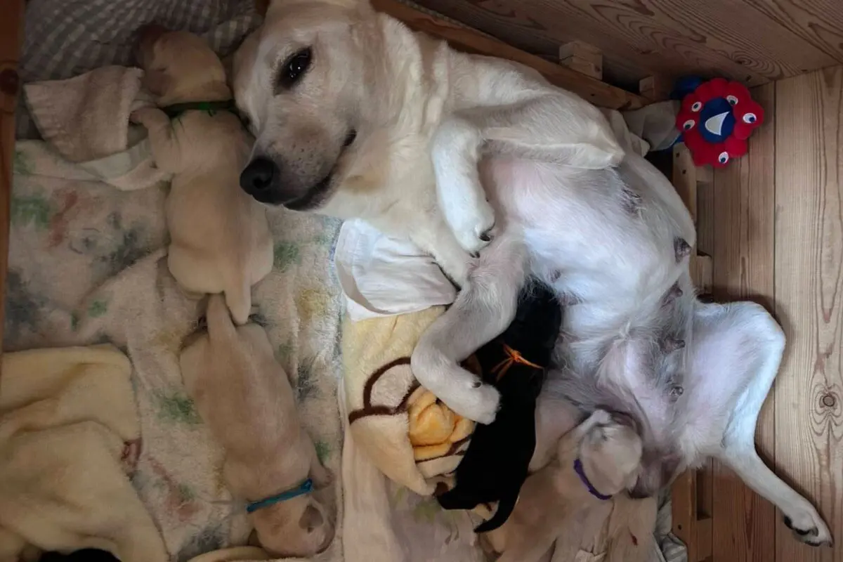 sirabee20251028guidedog2